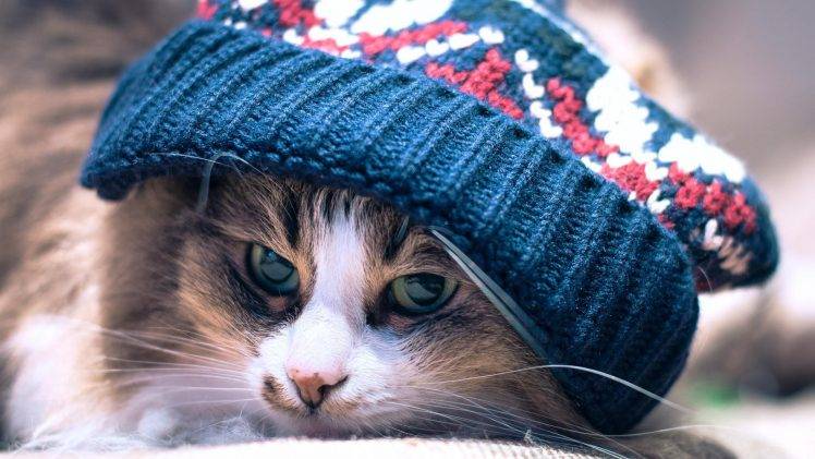 cat, Animals, Woolly Hat HD Wallpaper Desktop Background
