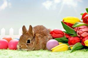 tulips, Flowers, Rabbits, Eggs, Animals, Easter