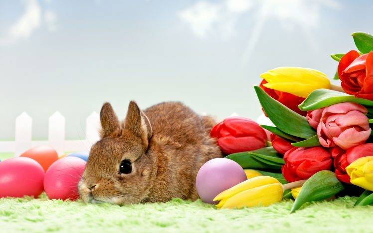 tulips, Flowers, Rabbits, Eggs, Animals, Easter HD Wallpaper Desktop Background