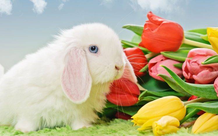 tulips, Flowers, Rabbits, Animals HD Wallpaper Desktop Background