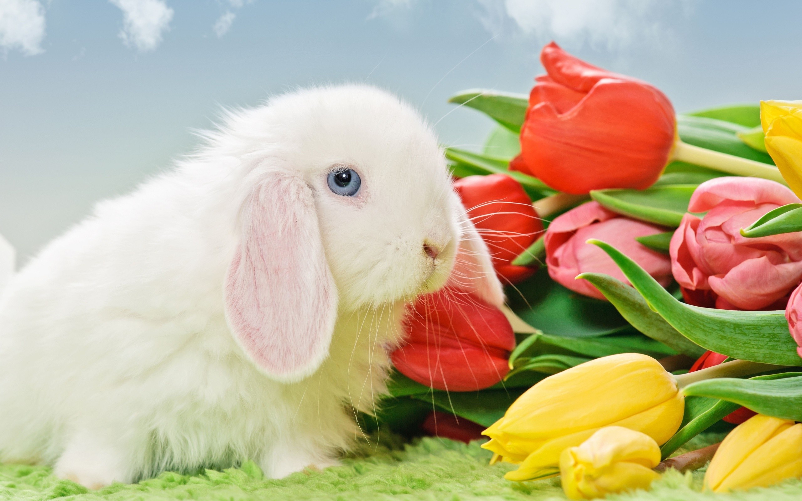 tulips, Flowers, Rabbits, Animals Wallpaper