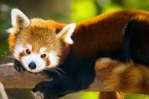 animals, Red Panda