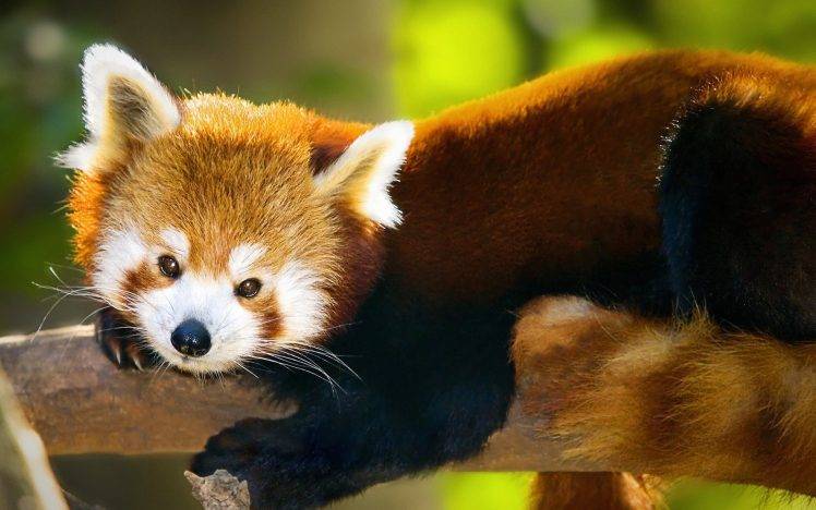 animals, Red Panda HD Wallpaper Desktop Background