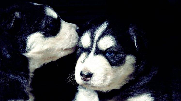 animals, Dog, Siberian Husky HD Wallpaper Desktop Background