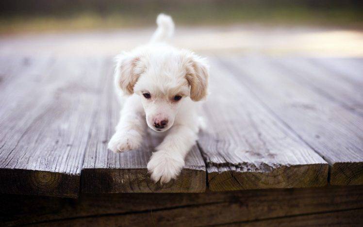 puppies, Dog, Animals, Wooden Surface, Depth Of Field HD Wallpaper Desktop Background