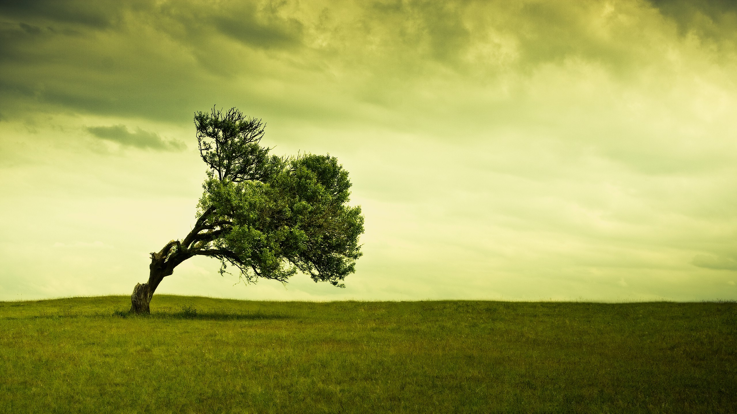landscape Tree  Alone Wallpapers  HD  Desktop and Mobile 