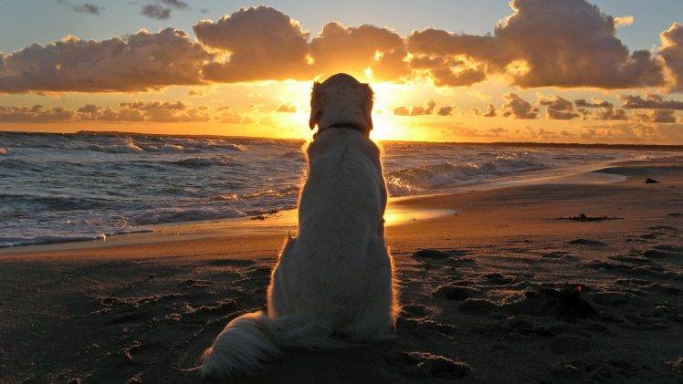 animals, Waves, Sand, Clouds, Dog, Sunset, Beach HD Wallpaper Desktop Background