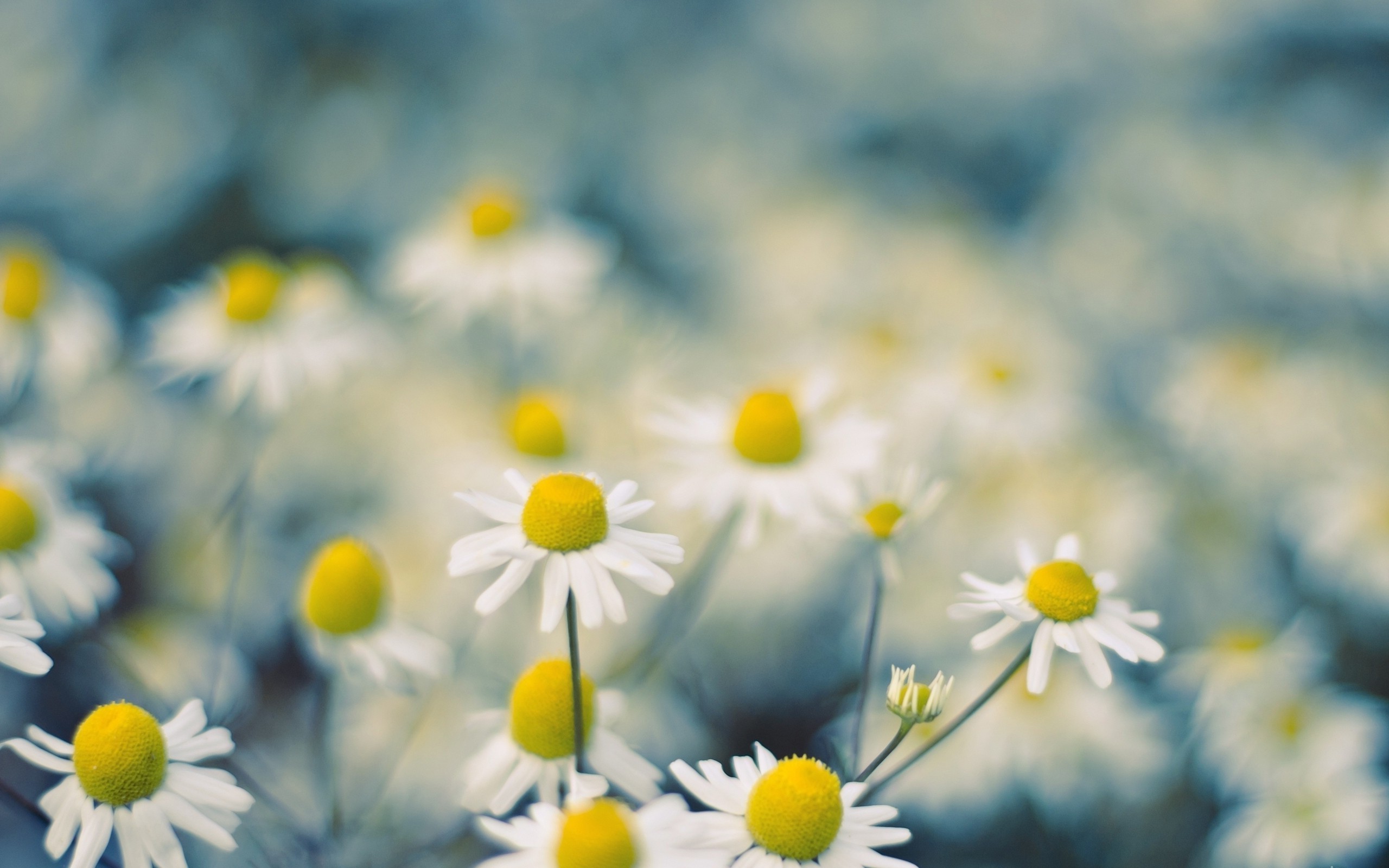 macro, Flowers, White Flowers, Chamomile Wallpaper