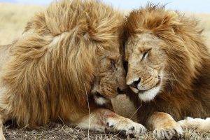 animals, Lion