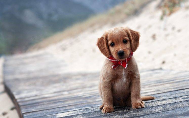 animals, Dog, Puppies, Wooden Surface HD Wallpaper Desktop Background