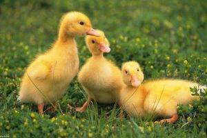 duck, Birds, Baby Animals