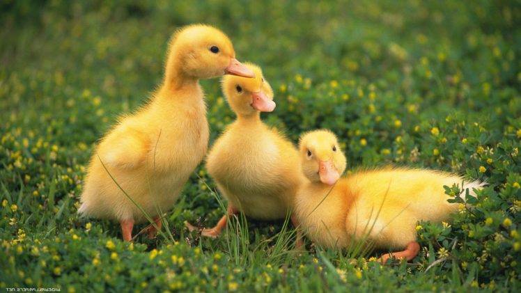 duck, Birds, Baby Animals HD Wallpaper Desktop Background