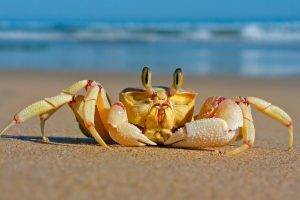 crabs, Sand, Beach, Animals, Crustaceans