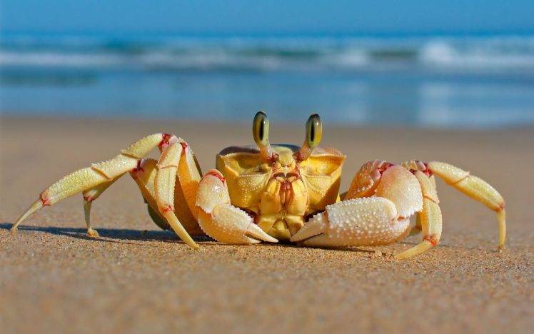 crabs, Sand, Beach, Animals, Crustaceans HD Wallpaper Desktop Background