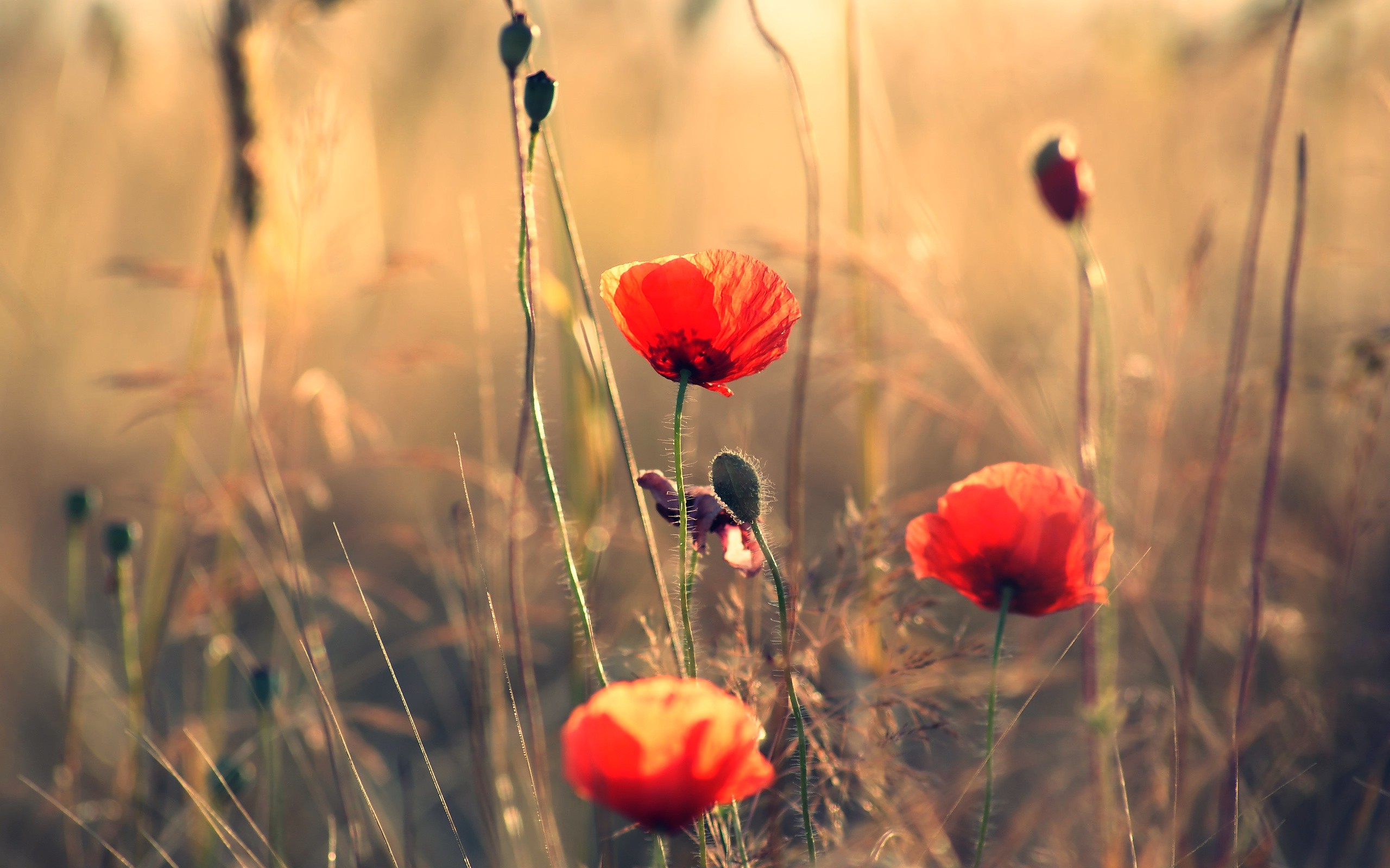 nature, Flowers, Poppies Wallpapers HD / Desktop and Mobile Backgrounds