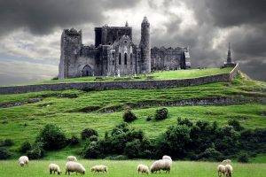 landscape, Castle, HDR, Sheep