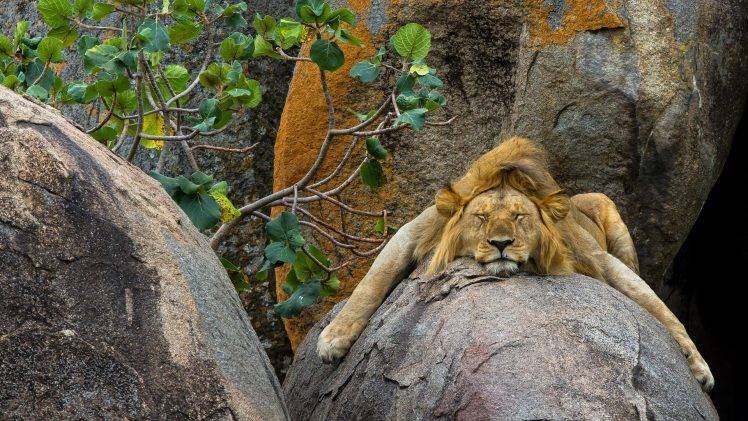 nature, Animals, Trees, Sleeping, Lion, Rock, Leaves HD Wallpaper Desktop Background