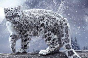 leopard, Snow Leopards, Animals, Nature, Snow, Winter