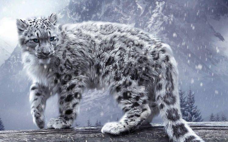 leopard, Snow Leopards, Animals, Nature, Snow, Winter HD Wallpaper Desktop Background