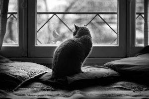 cat, Cushions, Window, Animals