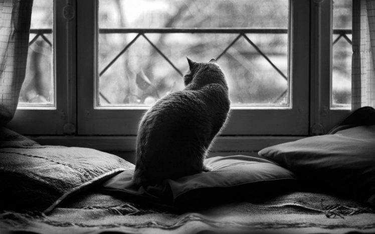 cat, Cushions, Window, Animals HD Wallpaper Desktop Background