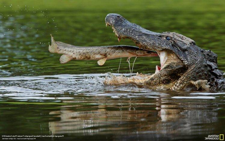 nature, Animals, Alligators HD Wallpaper Desktop Background