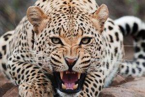 Jaguar, Animals
