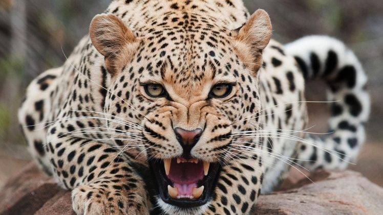 Jaguar, Animals HD Wallpaper Desktop Background