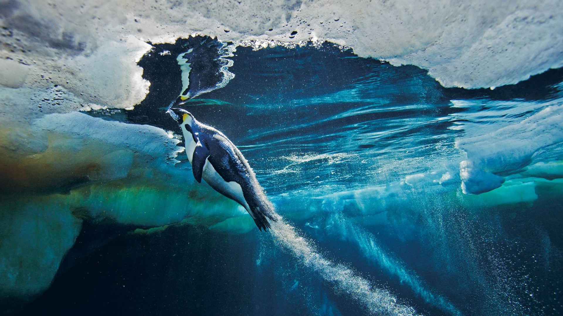 animals, Penguins, Birds, Underwater Wallpaper