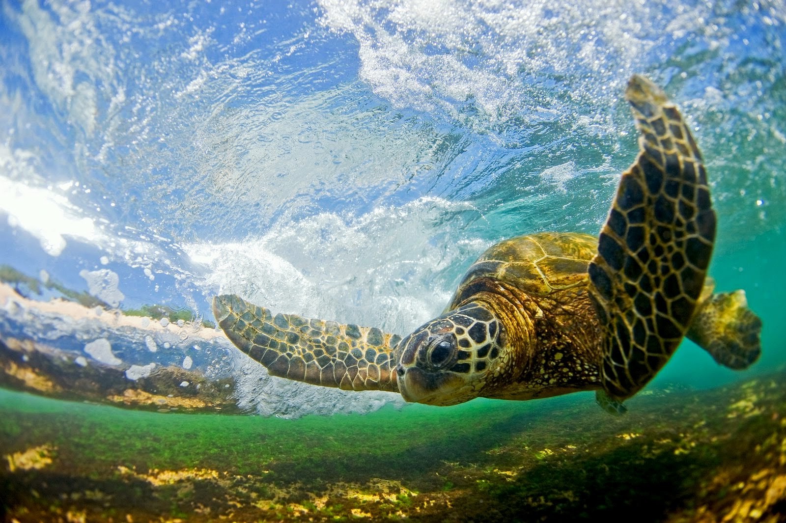 cute turtles - HD Desktop Wallpapers | 4k HD