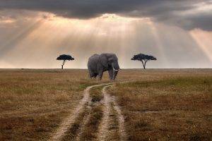 elephants, Landscape