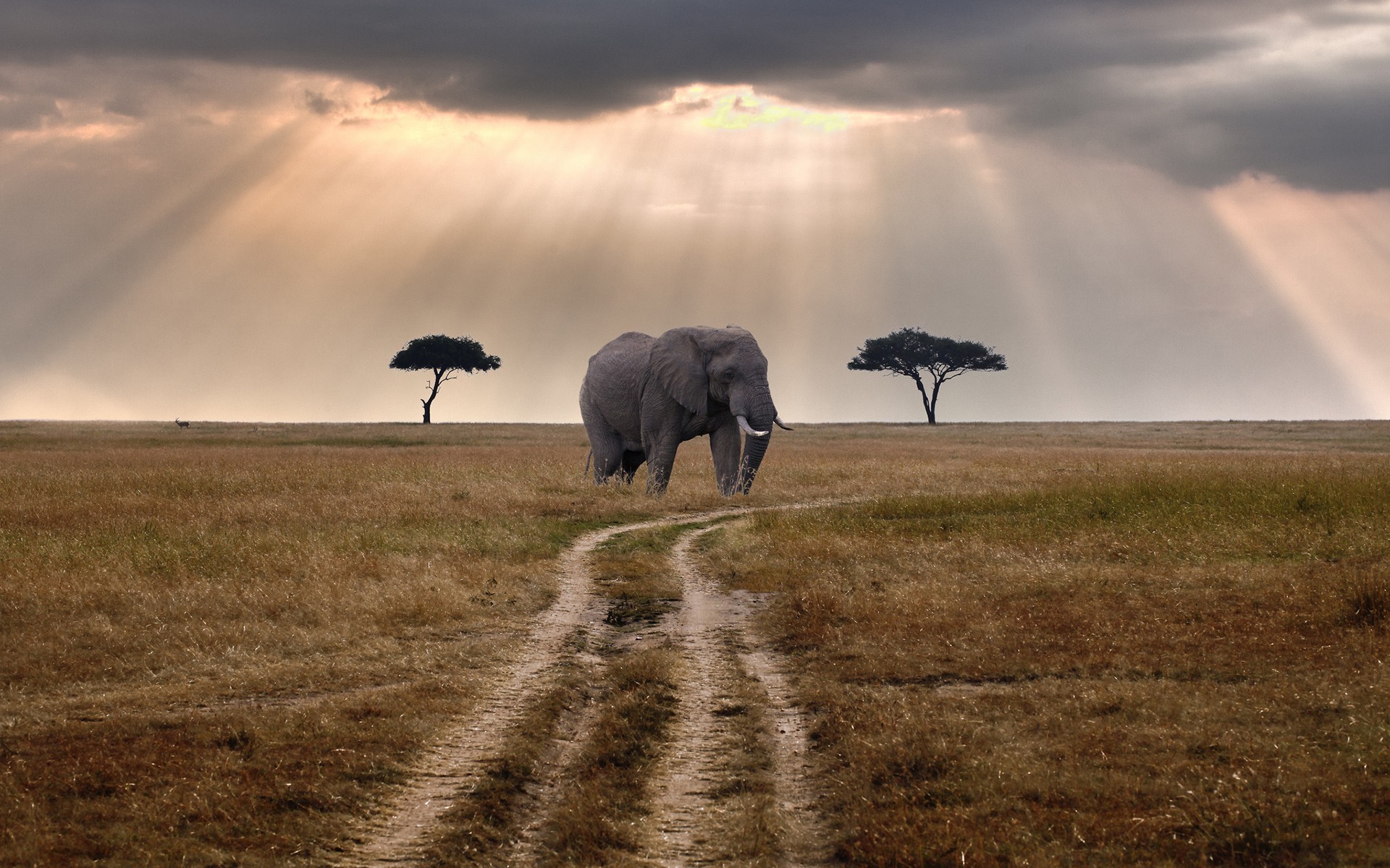 elephants, Landscape Wallpaper