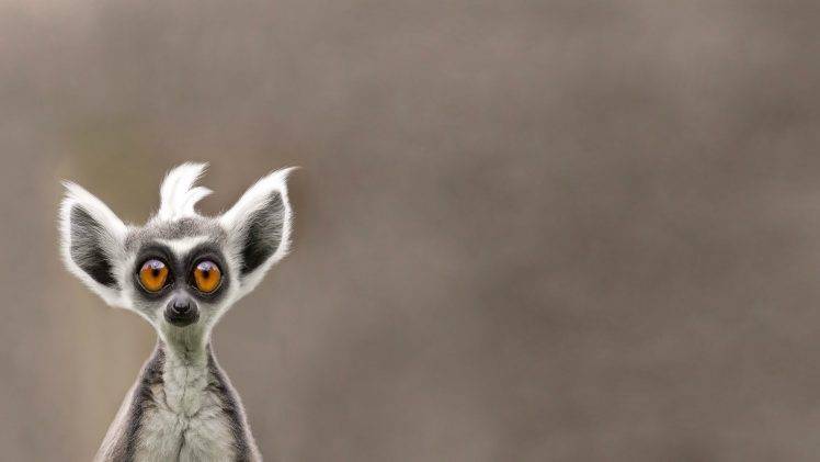 lemurs, Animals HD Wallpaper Desktop Background