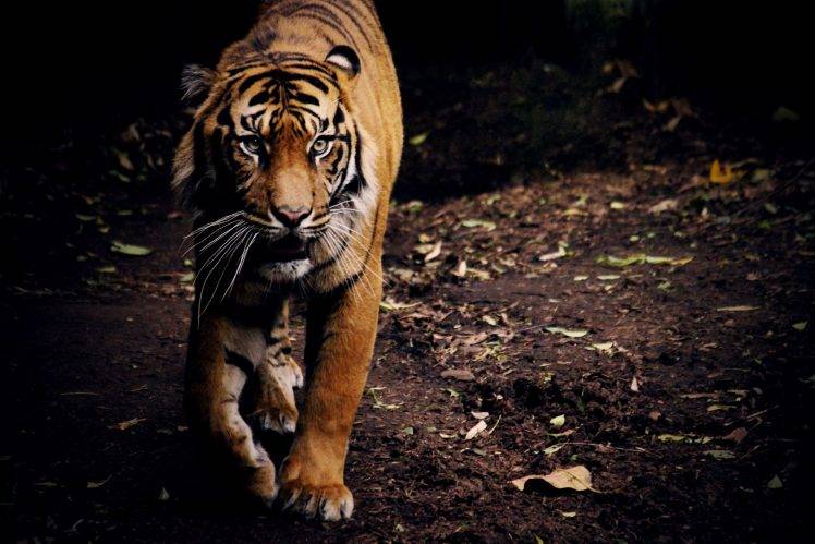tiger, Animals, Nature HD Wallpaper Desktop Background