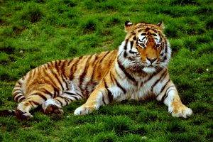 tiger, Animals