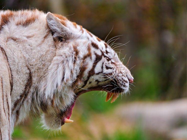 tiger, Animals, White Tigers HD Wallpaper Desktop Background