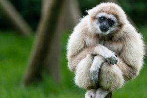 gibbons, Animals, Apes