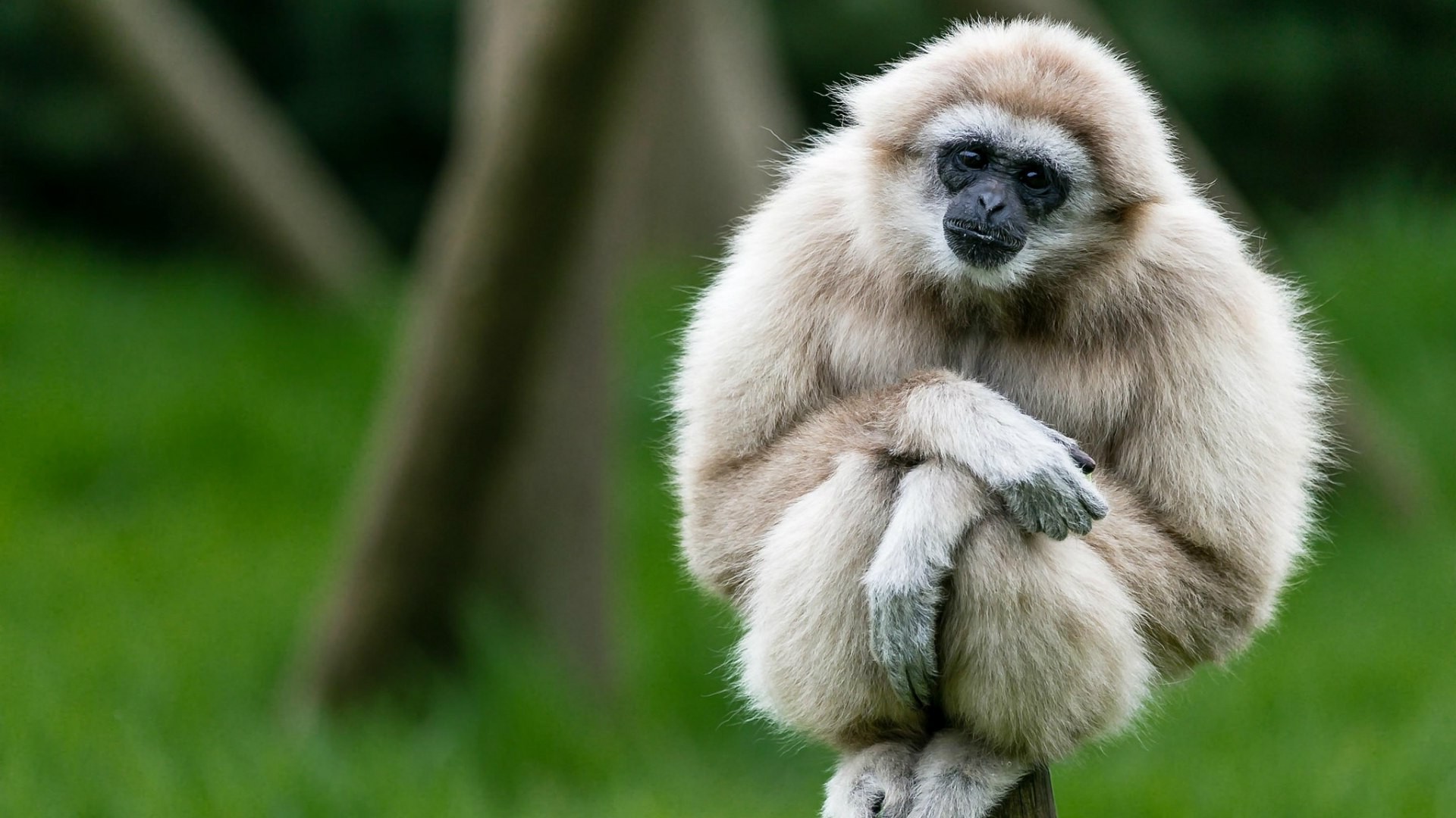 gibbons, Animals, Apes Wallpaper
