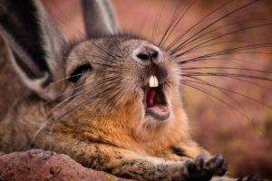 yawning, Wildlife, Animals, Mammals, Rabbits