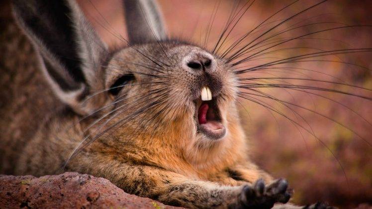 yawning, Wildlife, Animals, Mammals, Rabbits HD Wallpaper Desktop Background