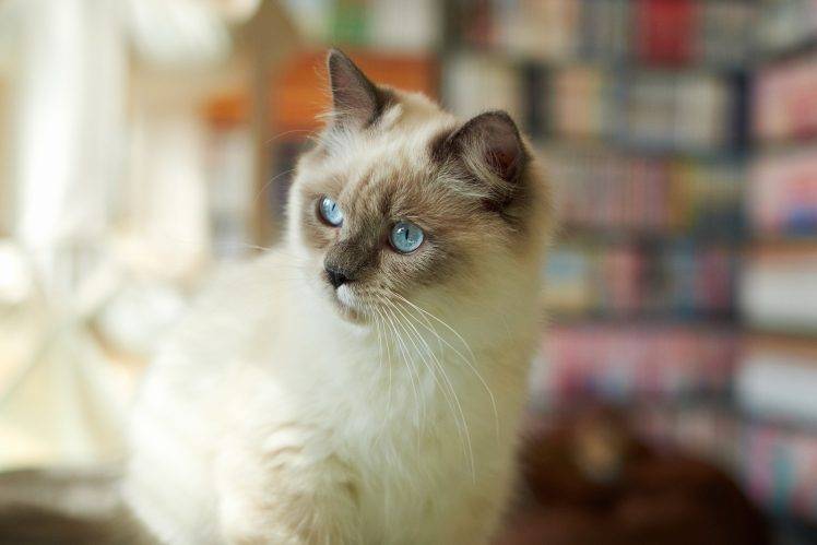 cat, Animals, Siamese Cats, Blue Eyes, Blurred HD Wallpaper Desktop Background