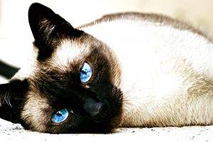 cat, Siamese Cats, Animals, Blue Eyes