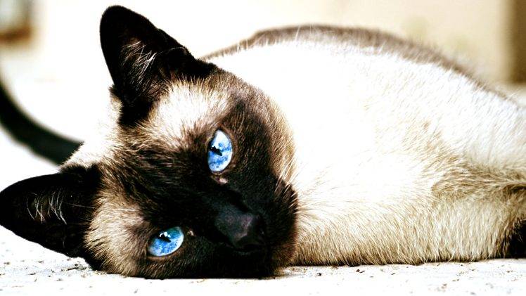 cat, Siamese Cats, Animals, Blue Eyes HD Wallpaper Desktop Background