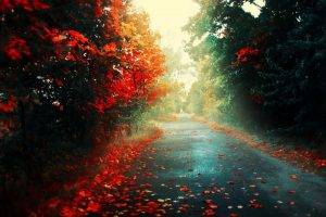 fall, Colorful, Nature