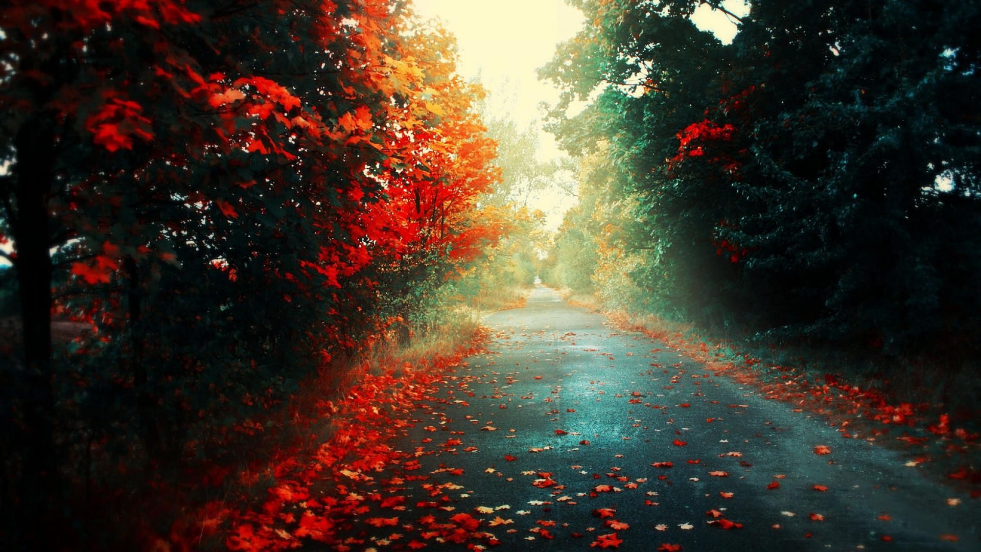 fall, Colorful, Nature Wallpaper