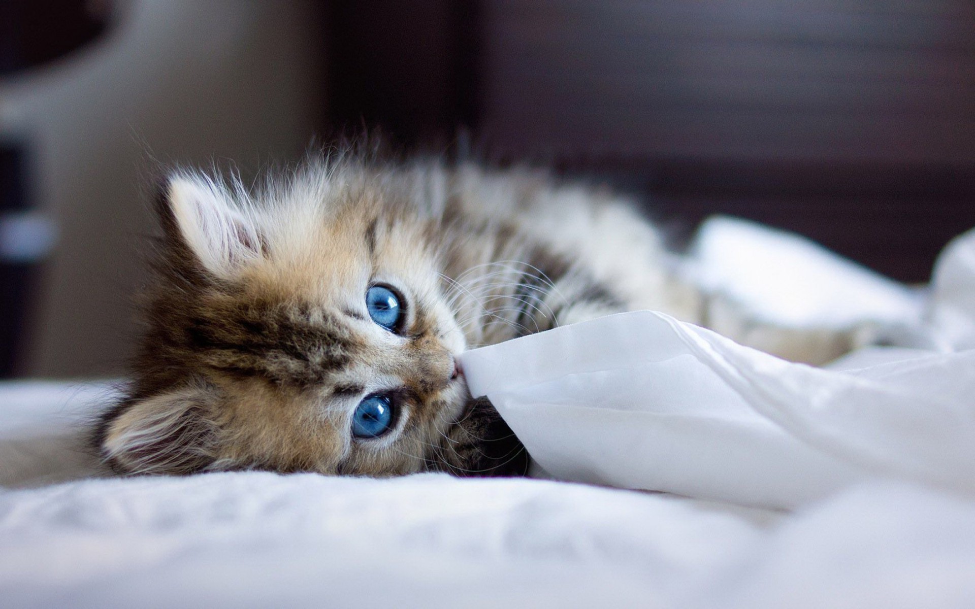 cat, Animals, Blue Eyes, Ben Torode, Blurred Wallpaper