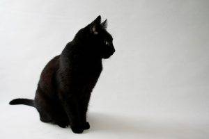 cat, Animals, Black Cats, Simple Background, White Background