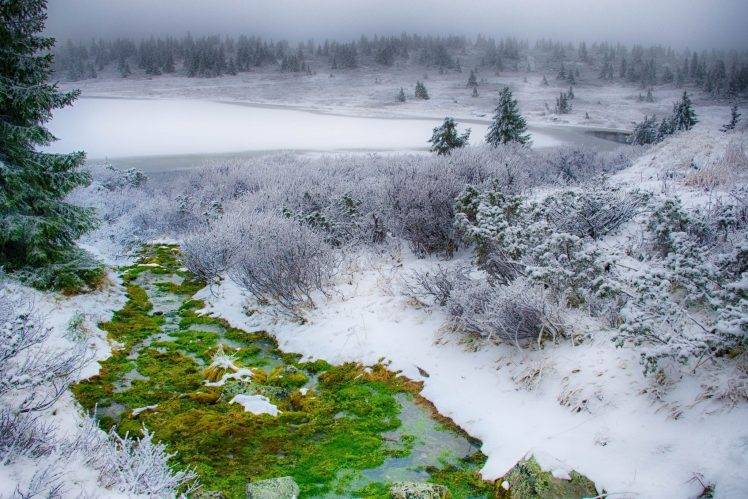 snow, Winter, Forest, Nature, Landscape HD Wallpaper Desktop Background