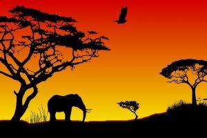 Africa, Animals