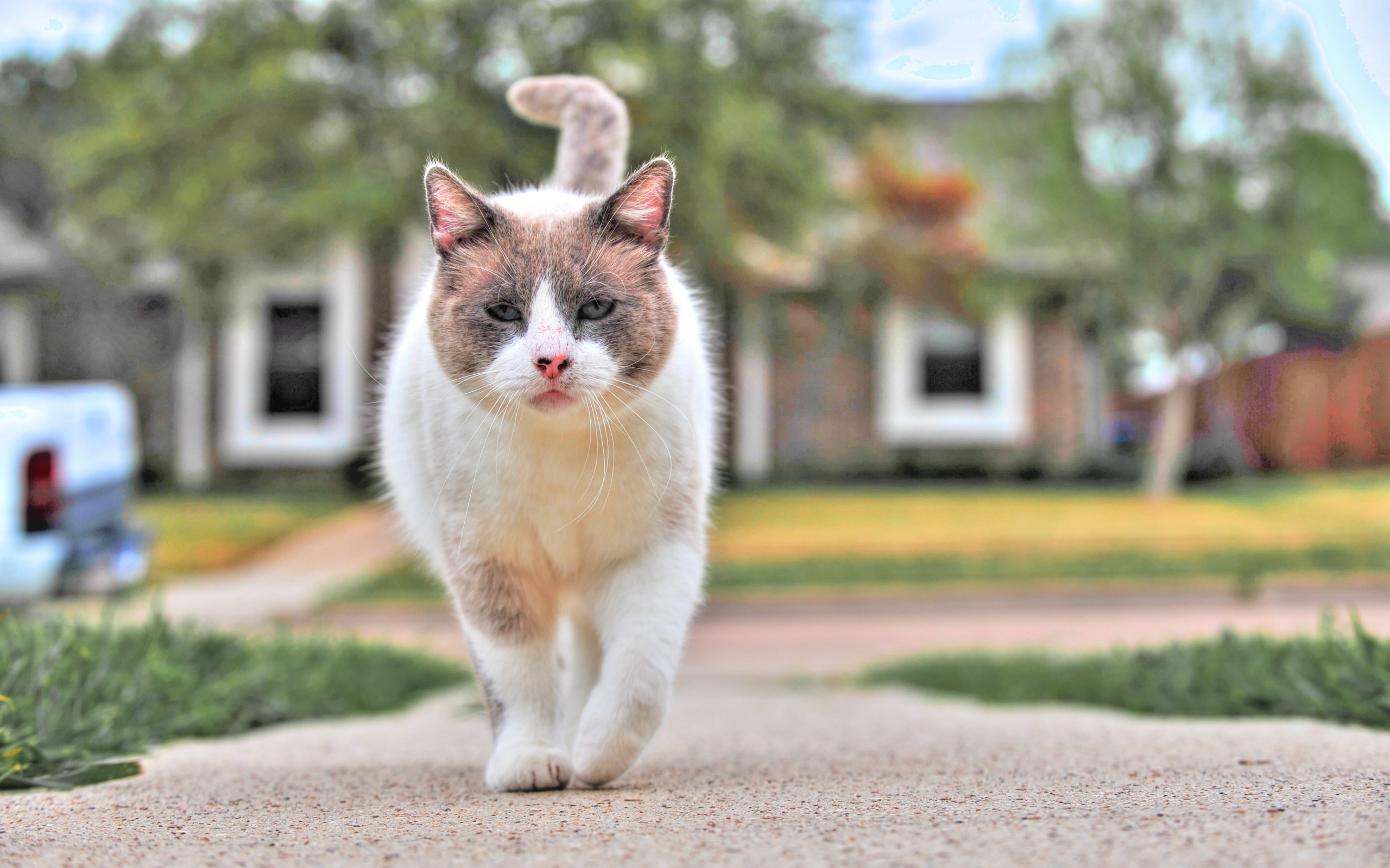 cat, Animals Wallpaper